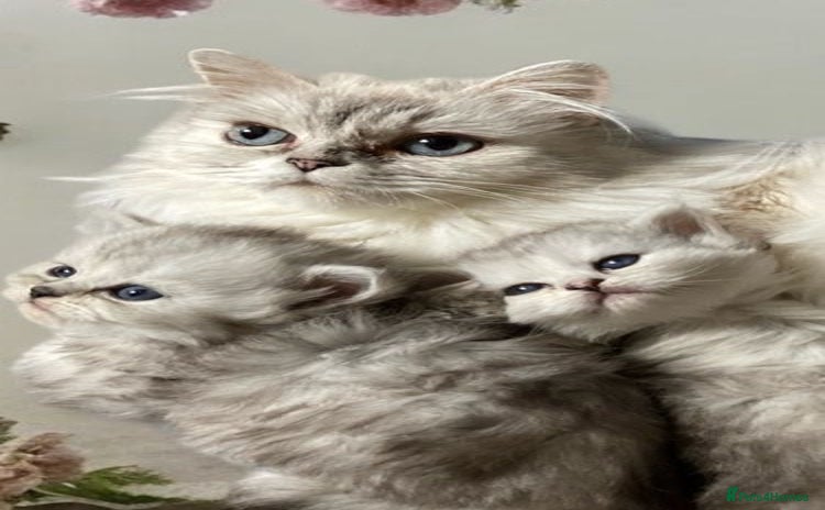 Persian cats - Advert 1