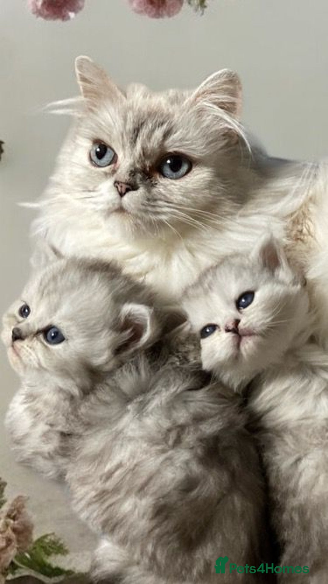 Persian cats for sale: 3 male Persian x chinchilla kittens  - Image 1