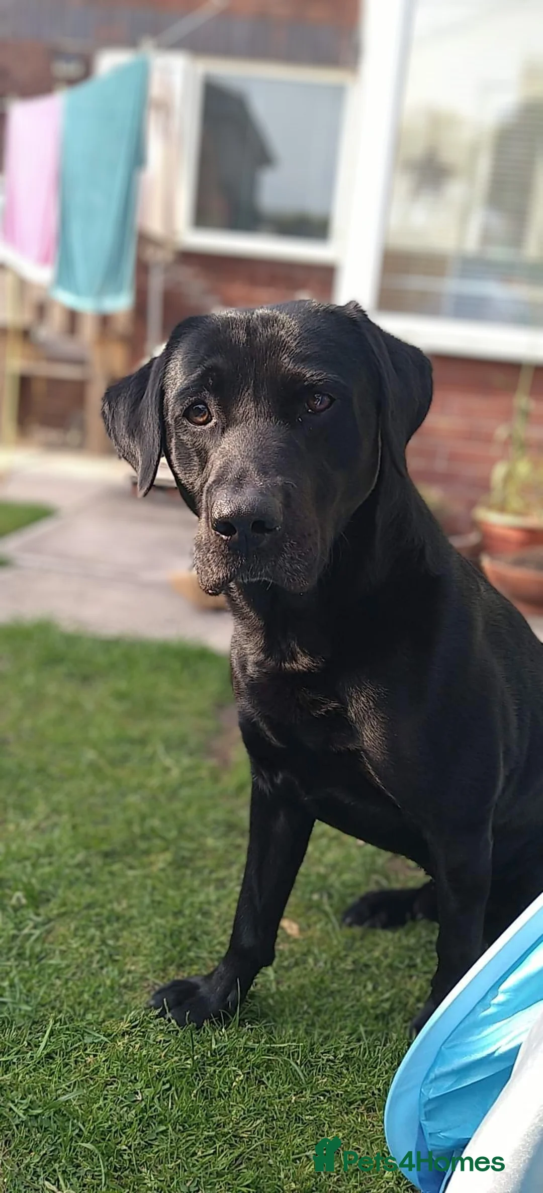 Labrador Retriever dogs for stud: Stunning black labrador to stud in Morecambe - Advert 4