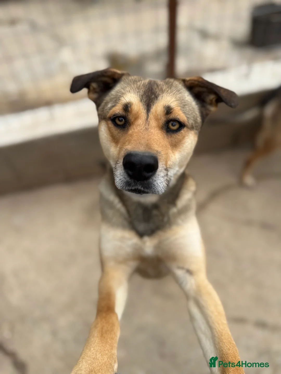 Mixed Breed dogs for adoption: Patty ❤️ - Advert 1