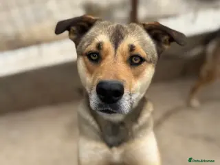 Mixed Breed dogs Patty ❤️ - Advert 3