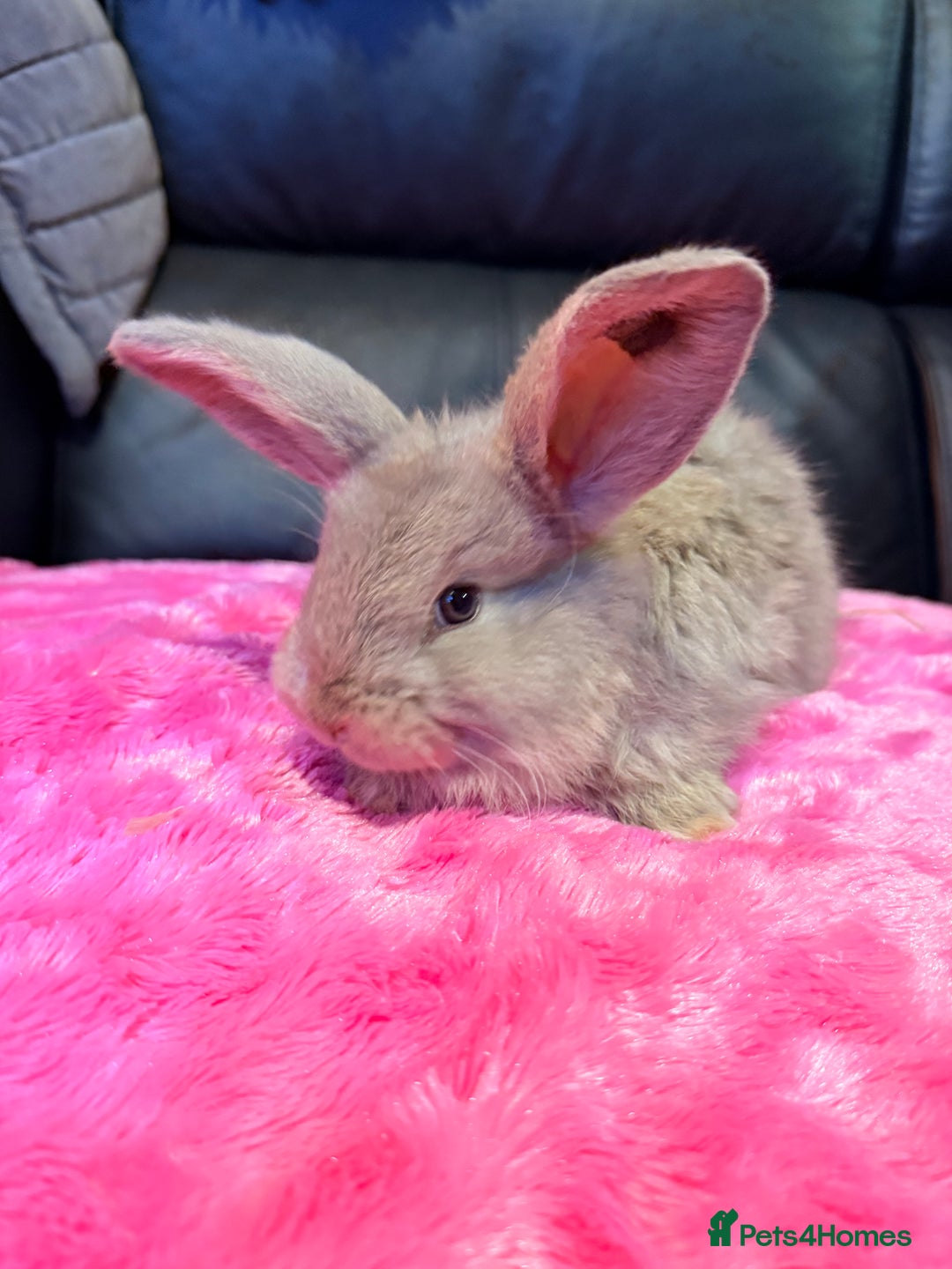 French Lop rabbits for sale: 2 LEFT! 8 Giant French lop x mini lop babies  - Advert 15