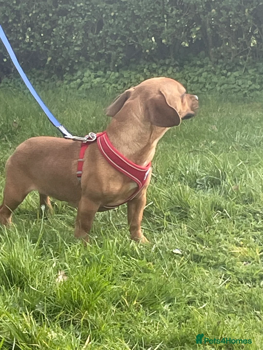 Mixed Breed dogs for sale: 10 months old looking for her forever home in Birmingham - Advert 10