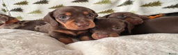 Miniature Dachshund dogs for sale: 6 KC registered miniature dachshund pupps  - Advert 6
