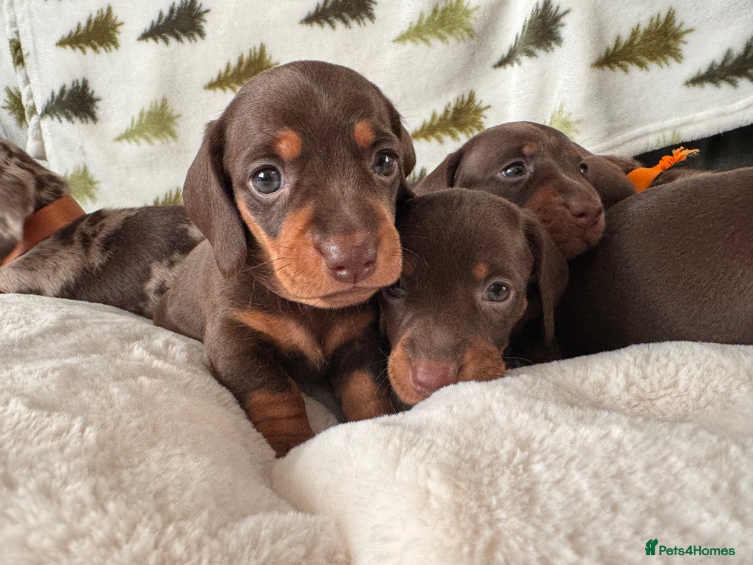 Miniature Dachshund dogs for sale: 6 KC registered miniature dachshund pupps  - Advert 6