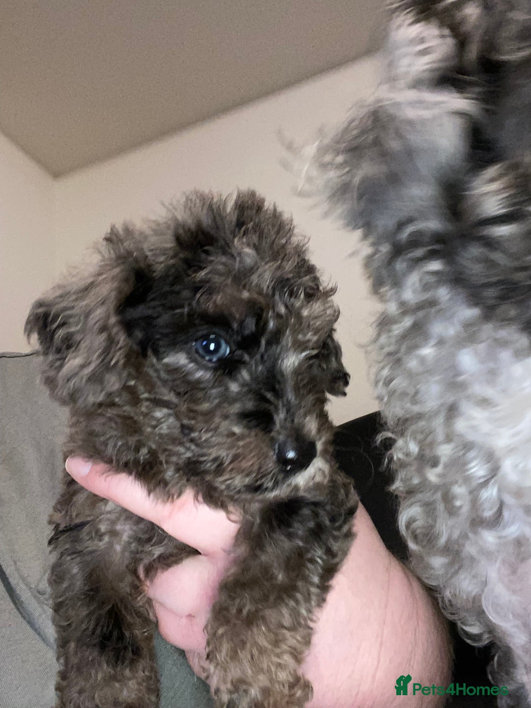 Toy Poodle dogs for sale: Beautiful Toy Poodle Pups  - Advert 1