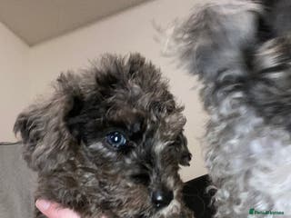 Toy Poodle dogs Beautiful Toy Poodle Pups Ready to Reserve Now - Advert 4