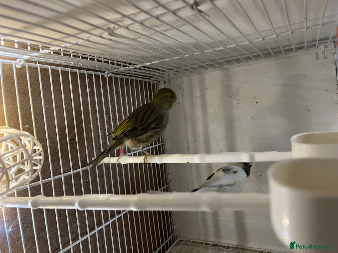 Canaries birds for sale: harlequins canary pairs and canaries  - Image 5