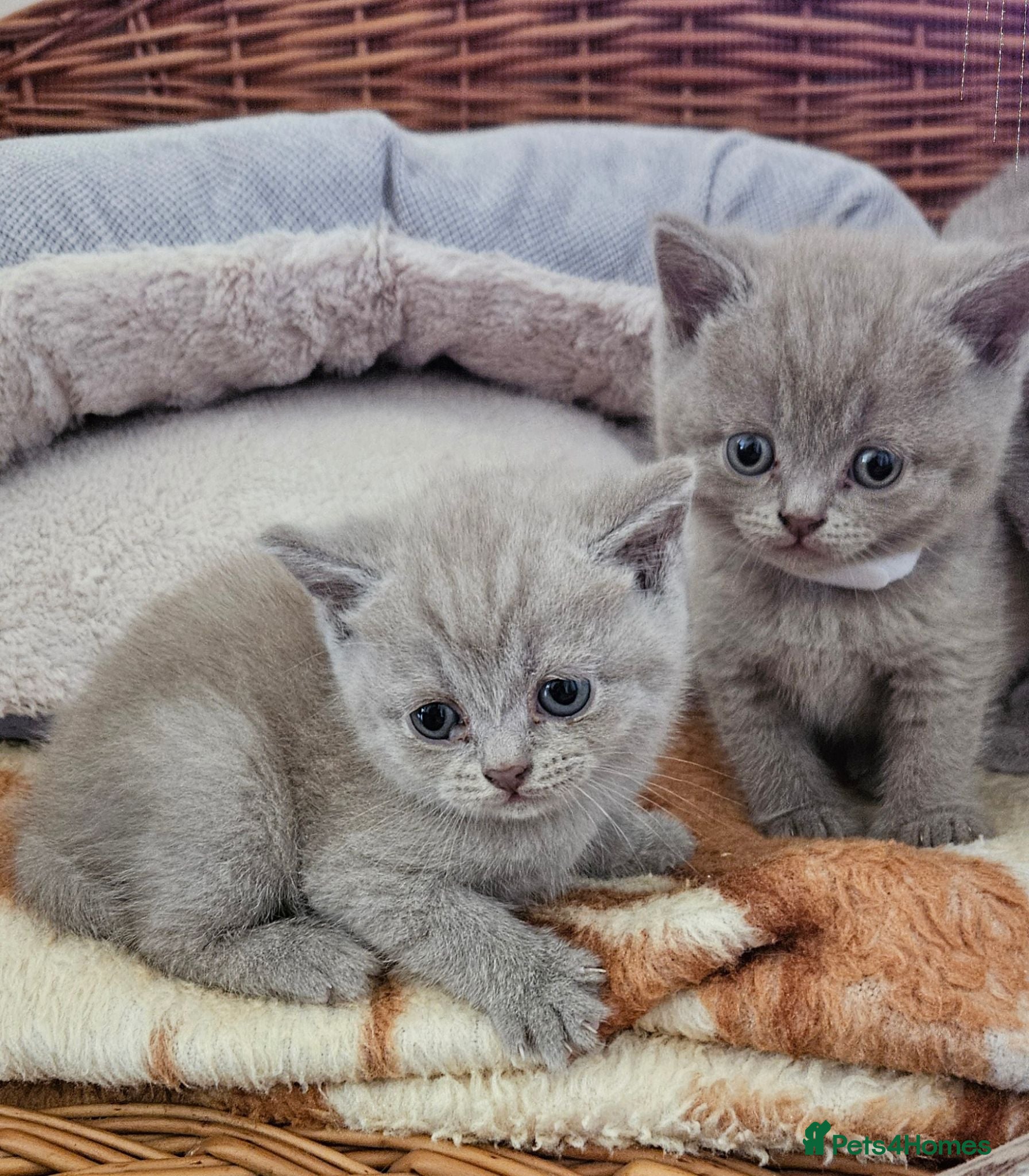 British Shorthair cats 🐾 Beautiful British Shorthair Kittens  🐾 - Advert 1
