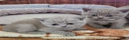 British Shorthair cats for sale: 🐾 Beautiful British Shorthair Kittens  🐾 in Coventry - Advert 1