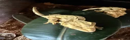 Gecko reptiles for sale: Crested gecko breeding collection  - Advert 5