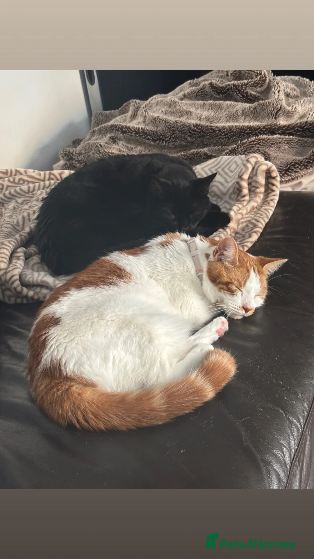 Domestic Shorthair cats for adoption: Daisy & Scarlett - Adopt Cats in Crisis East Ldn - Advert 1