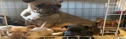 French Bulldog dogs for sale: KC French Bulldogs - Advert 16