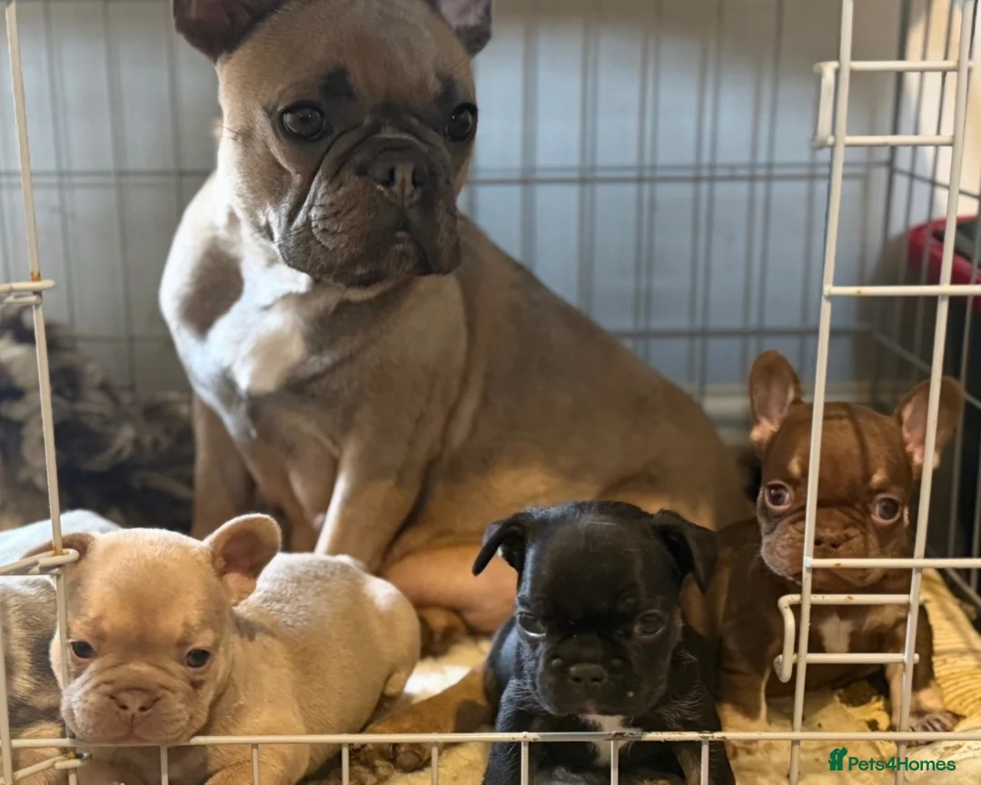 French Bulldog dogs for sale: KC French Bulldogs - Advert 16