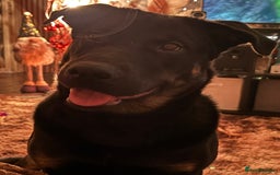 Mixed Breed dogs for sale: Shepweiler puppies READY TO RESERVE! - Image 26