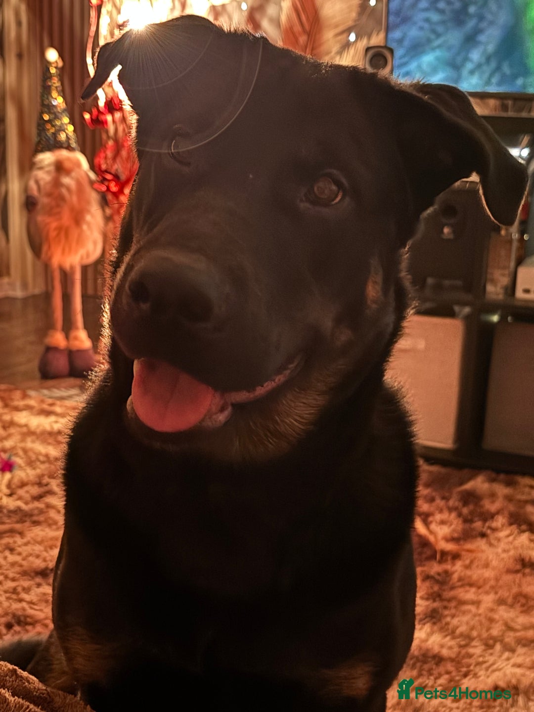 Mixed Breed dogs for sale: Shepweiler puppies READY TO RESERVE! - Image 26