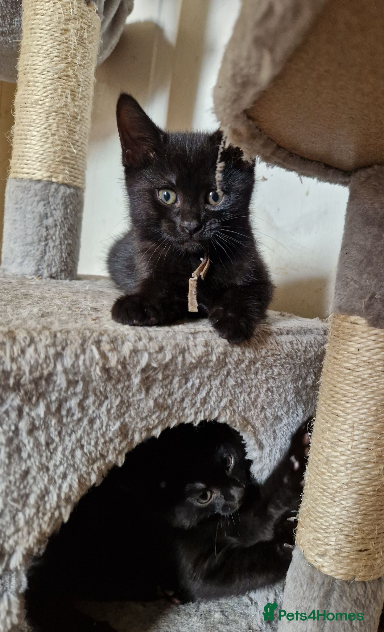 Mixed Breed cats Last male kitten ready now. - Advert 10