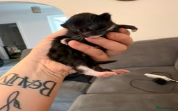 Domestic Shorthair cats for sale: 3 baby kittens ready for  **  eve - Image 4