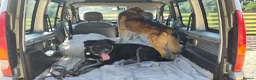 Mixed Breed dogs for adoption: Buster – Big Heart, Loyal and Ready to Bond - Advert 8