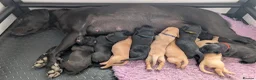 Labrador Retriever dogs for sale: K.C registered, health tested parents: FTCH & FTW - Advert 9