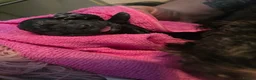 Shih Tzu dogs for sale: Beautiful Shih-tzu litter in Bellshill - Advert 16