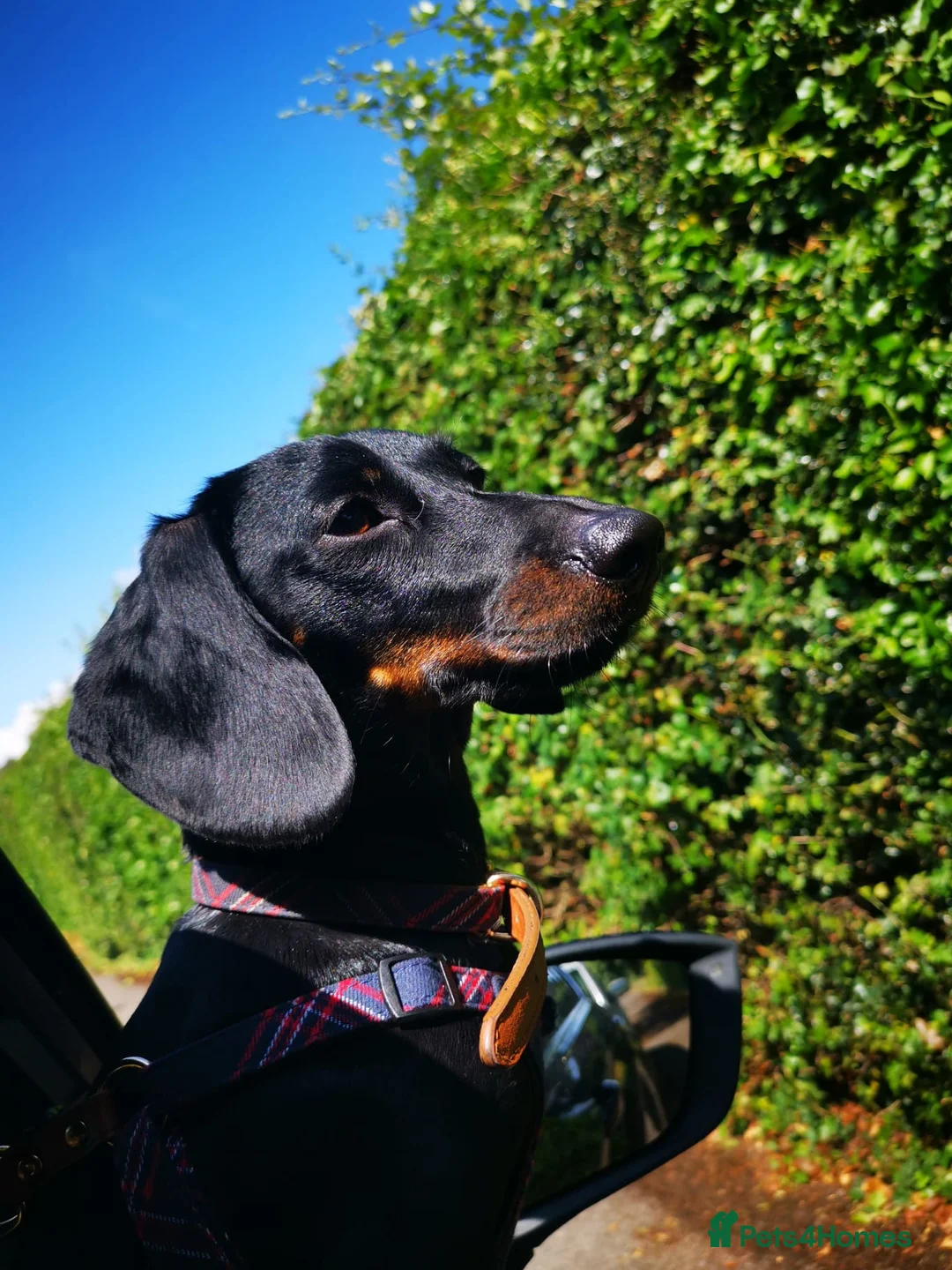 Dachshund dogs for sale: Wirehaired x smooth Dachshund LAST 2 LEFT!!!! - Advert 22
