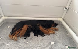 Cavalier King Charles Spaniel dogs for sale: 🐶5 generation kc registered tiny cavalier🐶 - Image 13