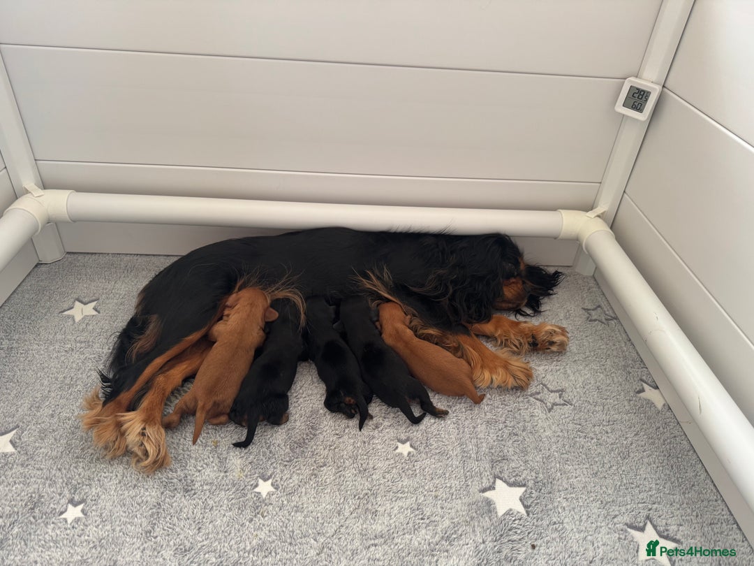 Cavalier King Charles Spaniel dogs for sale: 🐶5 generation kc registered tiny cavalier🐶 - Image 13