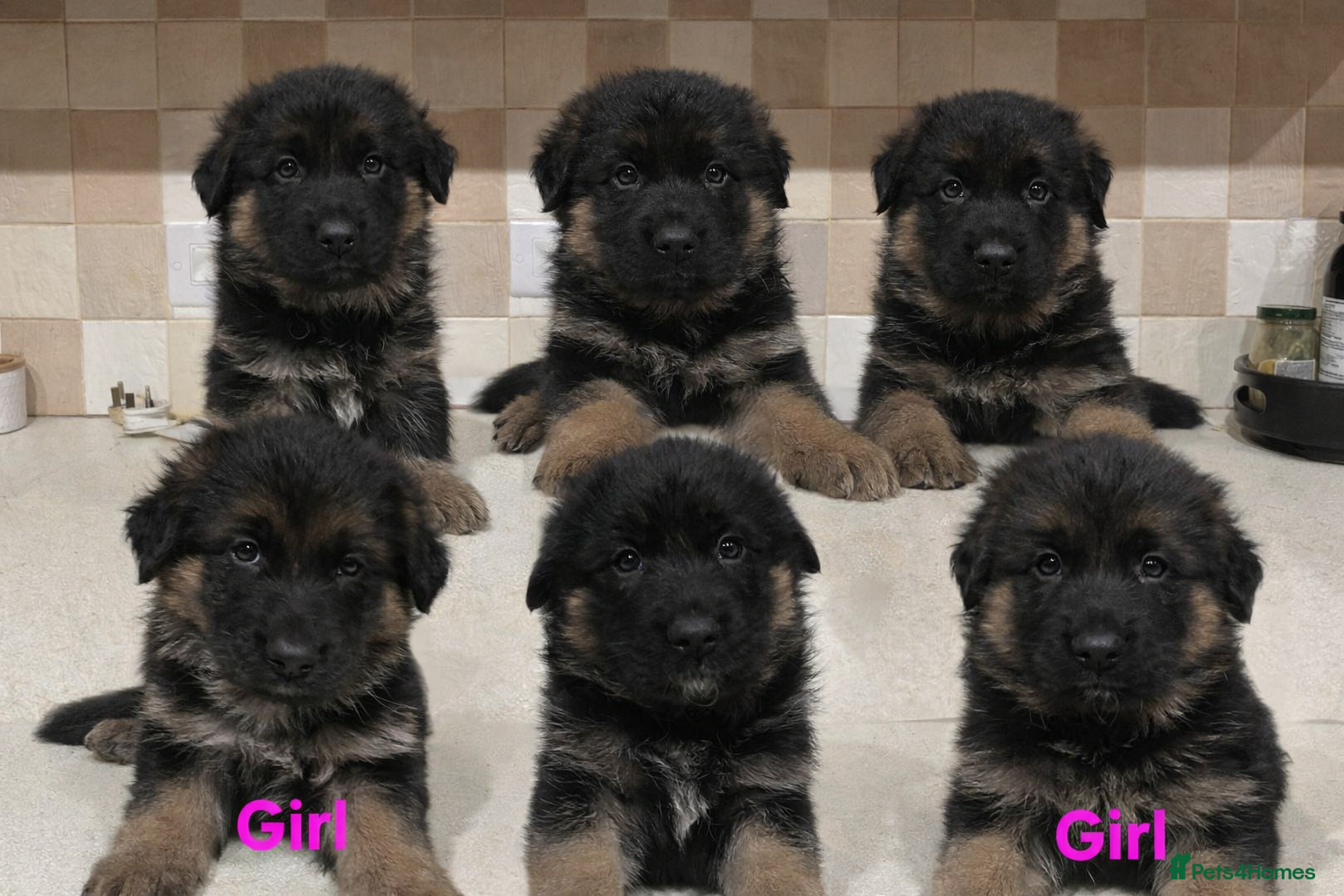 German Shepherd dogs  KC Registered Beautiful  German Shepherd  - Advert 10