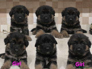 German Shepherd dogs KC Registered Beautiful German Shepherd - Advert 10