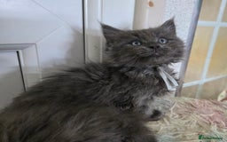 Maine Coon cats for sale: Stunning GCCF Maine Coon kittens  - Image 32