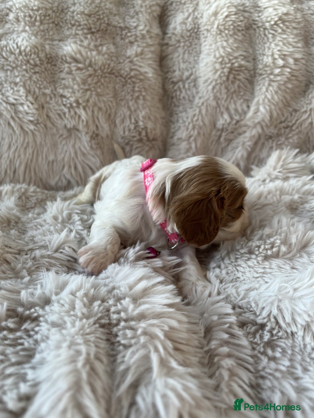 Cavalier King Charles Spaniel dogs for sale: Chocolate Carriers KC Vet Health Checked - Advert 18