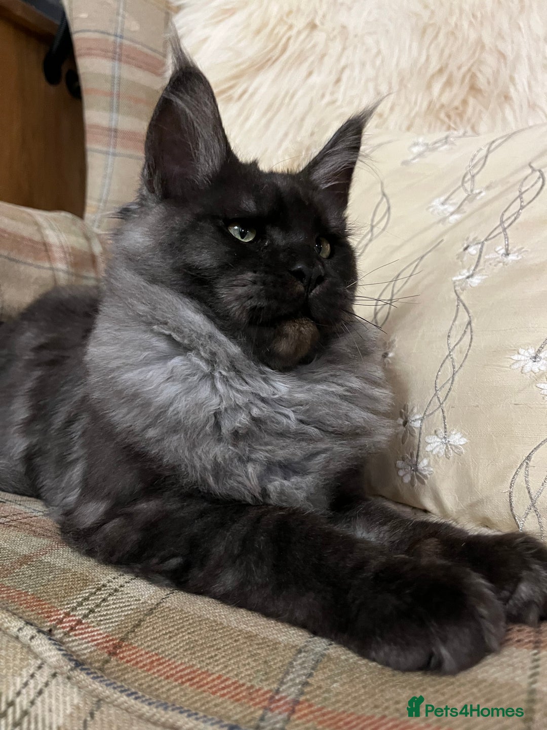 Maine Coon cats for sale: ⭐️Beautiful Maine Coon Kittens⭐️ - Image 3