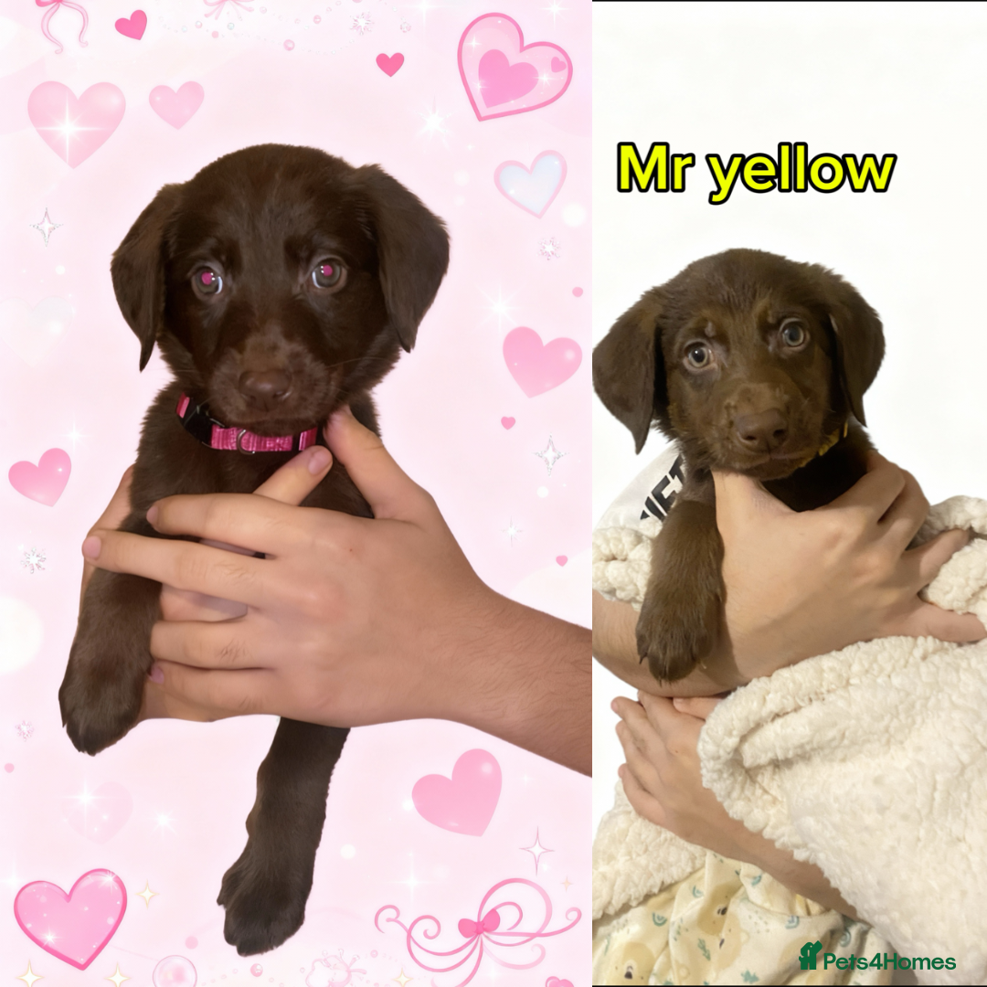 Mixed Breed dogs Last 2 REDUCED!! VAC,FLEAD AND WORMED READY TO GO - Advert 6