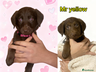Mixed Breed dogs 1 beautiful miss pink and 1 handsome mr yellow - Advert 2
