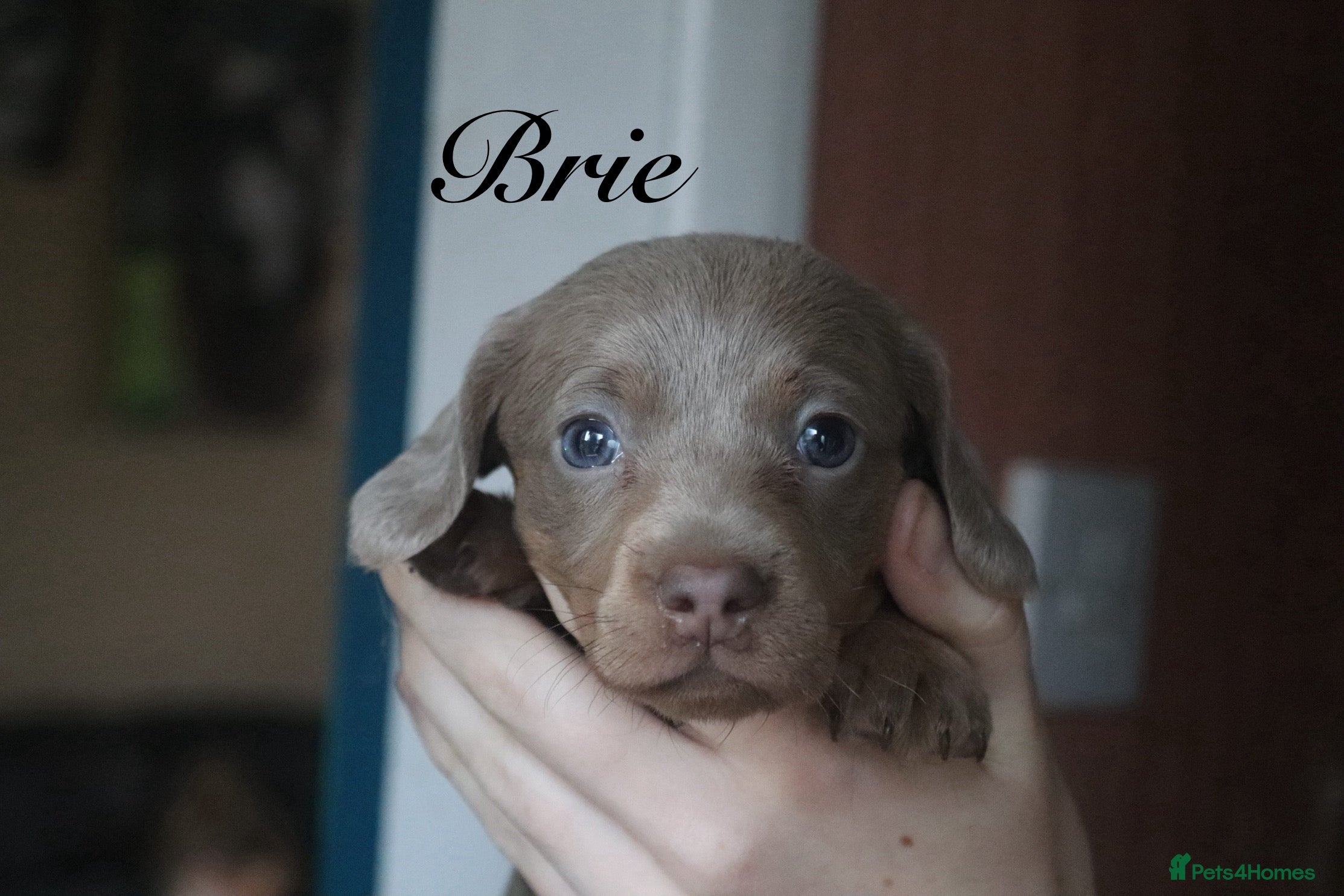 Miniature Dachshund dogs Mini Dachshunds❤️ - Advert 9