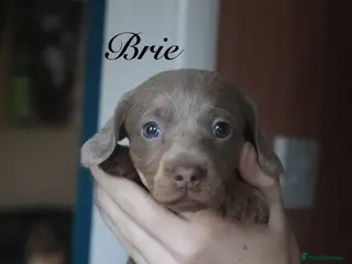 Miniature Dachshund dogs Mini Dachshunds❤️ - Advert 9