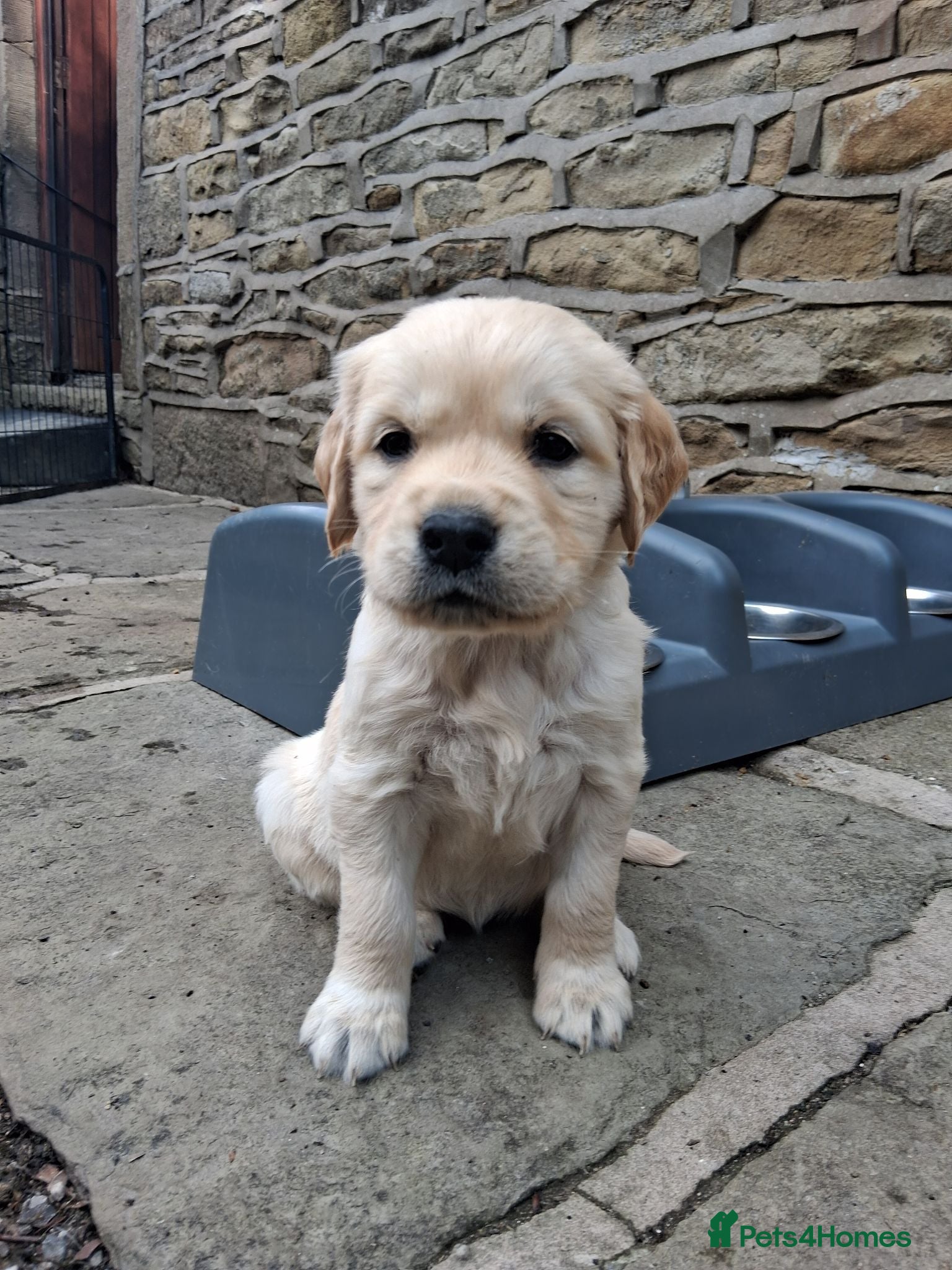 Golden Retriever dogs Female Golden Retrievers - Ready Sept 6th - Advert 15