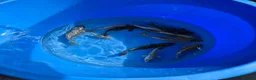 Koi Carp fish for sale: Koi carp and goldfish 🐠  in Rayleigh - Advert 11