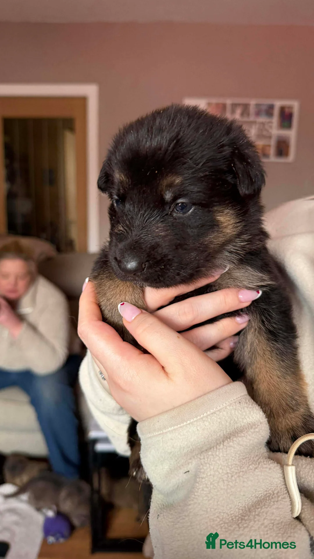 German Shepherd dogs for sale: German Shepherd Puppies - Advert 15