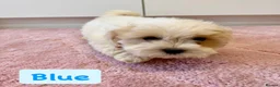 Coton De Tulear dogs for sale: KC Reg Health Tested Coton de Tuléar Puppies - Advert 4