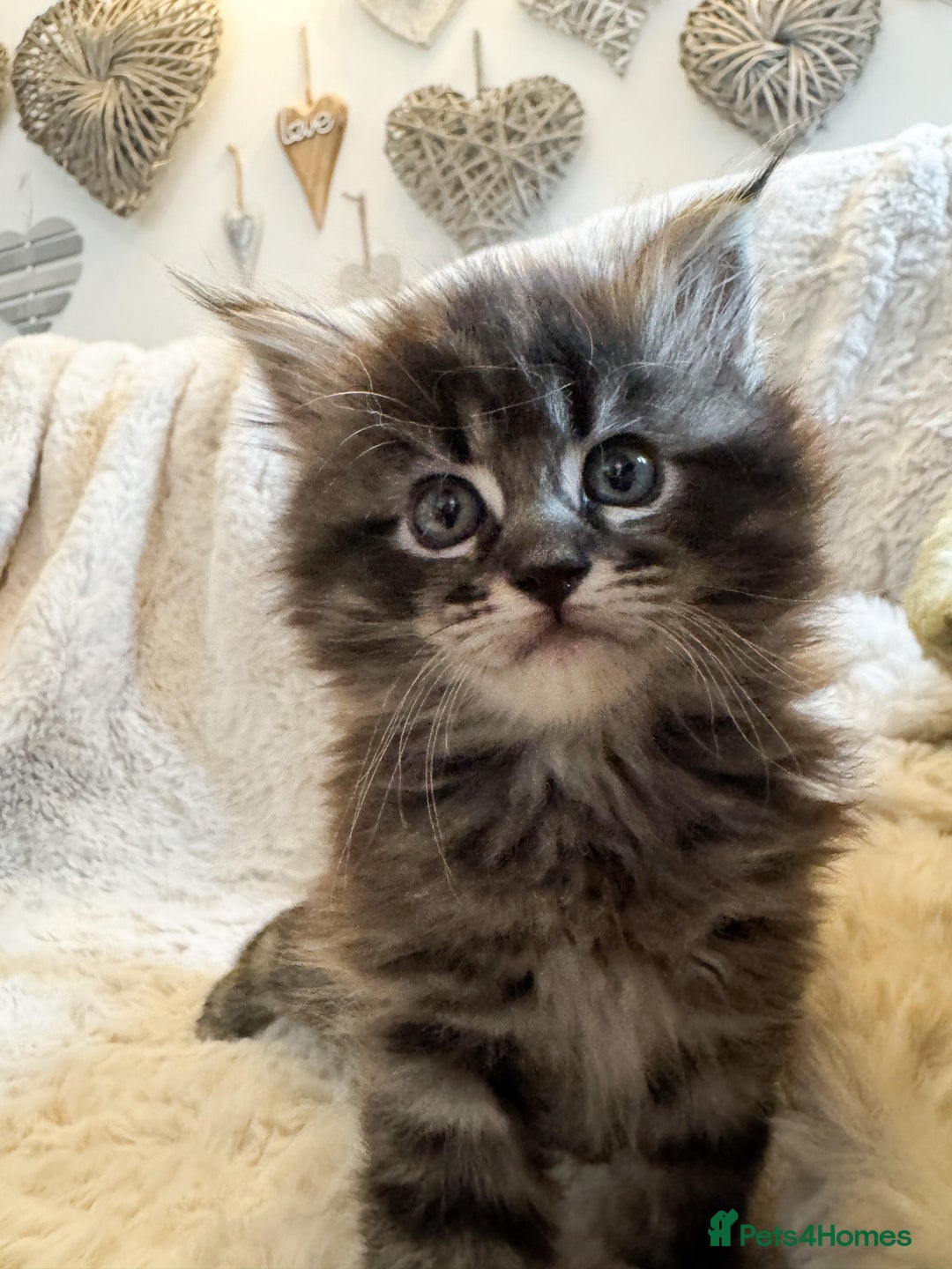 Maine Coon cats for sale: Maine Coon x Ragdoll Mix Kittens  Ready 27 Aug! 🐾 - Image 4