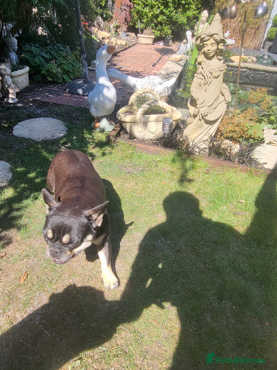 Rottweiler dogs for sale: Rottweiler  and french bulldog  - Image 8