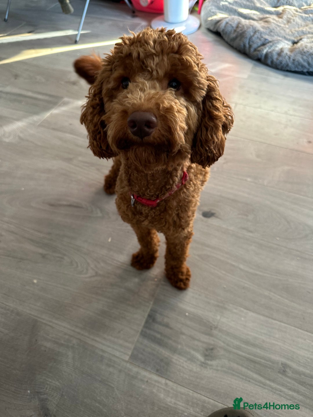 Cockapoo dogs for sale: F1B Cockapoos - Image 11