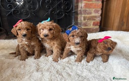 Australian Labradoodle dogs for sale: Outstanding Australian Labradoodle Puppies  - Image 6