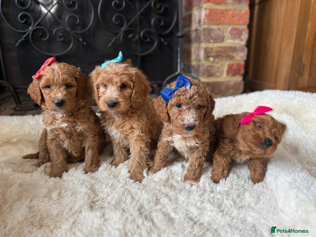 Australian Labradoodle dogs for sale: Outstanding Australian Labradoodle Puppies  - Image 6