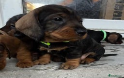 Dachshund dogs for sale: Wire Haired Teckels - Image 2