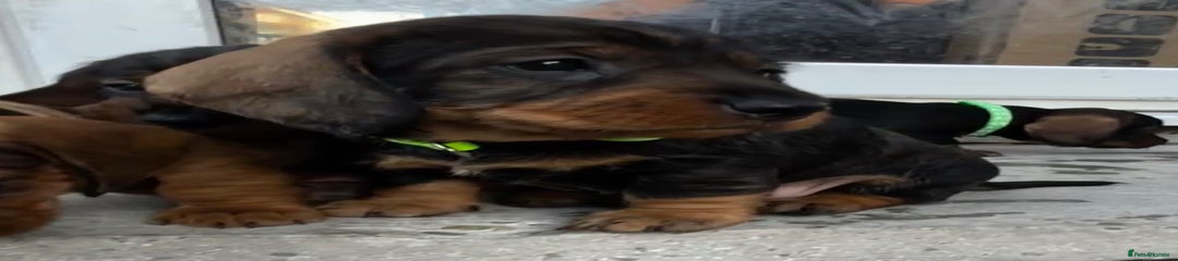 Dachshund Puppy 5