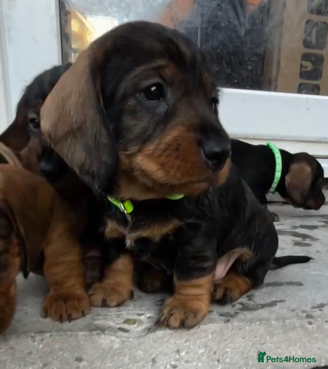 Dachshund dogs for sale: Wire Haired Teckels - Image 2