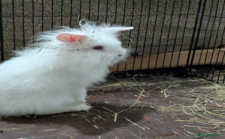 Lionhead rabbits - Advert 18